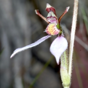 Eriochilus cucullatus at Pinbeyan, NSW - 13 Feb 2022