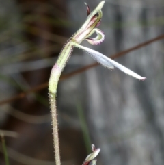 Eriochilus cucullatus at Pinbeyan, NSW - 13 Feb 2022