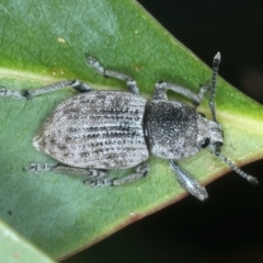 Polyphrades paganus (A weevil) at Talbingo, NSW - 13 Feb 2022 by jb2602