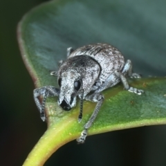 Polyphrades paganus at Talbingo, NSW - 13 Feb 2022 12:20 PM