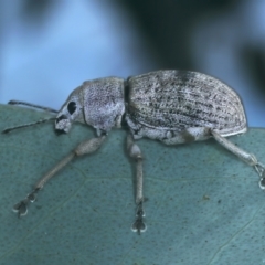 Polyphrades paganus at Talbingo, NSW - 13 Feb 2022