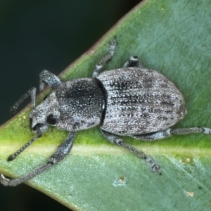 Polyphrades paganus at Talbingo, NSW - 13 Feb 2022