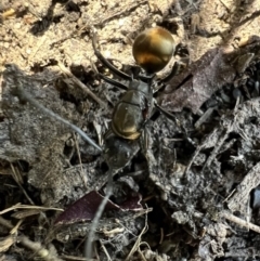 Polyrhachis ammon (Golden-spined Ant, Golden Ant) at Murrumbateman, NSW - 15 Feb 2022 by SimoneC