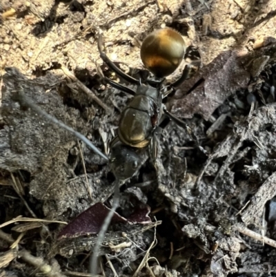 Polyrhachis ammon (Golden-spined Ant, Golden Ant) at Murrumbateman, NSW - 15 Feb 2022 by SimoneC