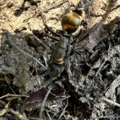 Polyrhachis ammon (Golden-spined Ant, Golden Ant) at Murrumbateman, NSW - 14 Feb 2022 by SimoneC