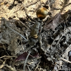 Polyrhachis ammon at Murrumbateman, NSW - 15 Feb 2022