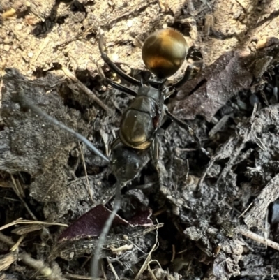 Polyrhachis ammon (Golden-spined Ant, Golden Ant) at Murrumbateman, NSW - 14 Feb 2022 by SimoneC
