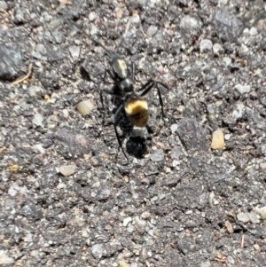 Polyrhachis ammon at Murrumbateman, NSW - 15 Feb 2022