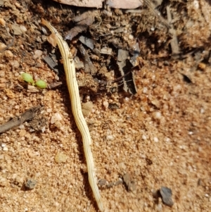 Fletchamia quinquelineata at Penrose, NSW - 15 Feb 2022