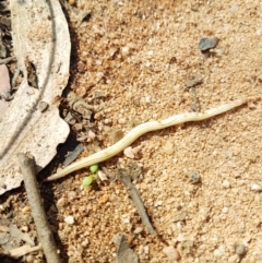 Fletchamia quinquelineata at Penrose, NSW - 15 Feb 2022