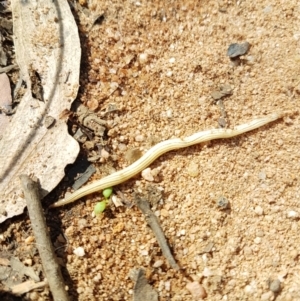 Fletchamia quinquelineata at Penrose, NSW - 15 Feb 2022