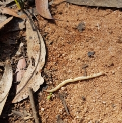 Fletchamia quinquelineata at Penrose, NSW - 15 Feb 2022