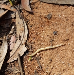 Fletchamia quinquelineata at Penrose, NSW - 15 Feb 2022