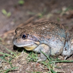 Limnodynastes dumerilii (Eastern Banjo Frog) at Penrose - 16 Feb 2022 by Aussiegall