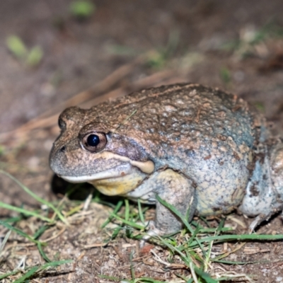 Limnodynastes dumerilii (Eastern Banjo Frog) at Penrose - 16 Feb 2022 by Aussiegall