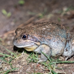 Limnodynastes dumerili (Eastern Banjo Frog (Pobblebonk)) at Penrose, NSW - 16 Feb 2022 by Aussiegall