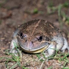 Limnodynastes dumerilii at Penrose, NSW - 16 Feb 2022 10:25 PM