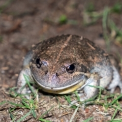 Limnodynastes dumerilii at Penrose, NSW - 16 Feb 2022