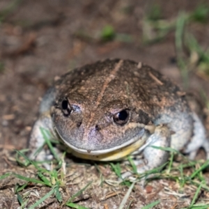 Limnodynastes dumerilii at Penrose, NSW - 16 Feb 2022