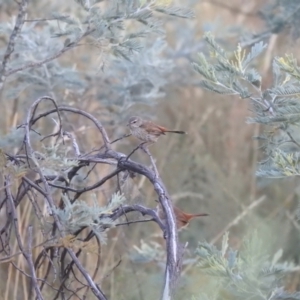 Hylacola pyrrhopygia at Carwoola, NSW - suppressed