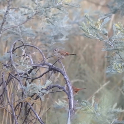 Hylacola pyrrhopygia (Chestnut-rumped Heathwren) at Carwoola, NSW - 15 Feb 2022 by Liam.m