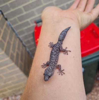 Christinus marmoratus (Southern Marbled Gecko) at Waramanga, ACT - 17 Feb 2022 by Ormaylo