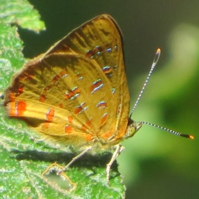 Hypochrysops byzos (Yellow Jewel) by Christine