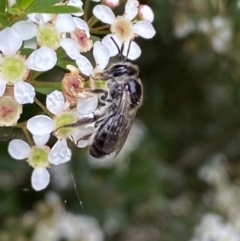 Leioproctus sp. (genus) (Plaster bee) at Ainslie, ACT - 16 Feb 2022 by Steve_Bok
