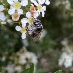 Leioproctus sp. (genus) at Ainslie, ACT - 17 Feb 2022