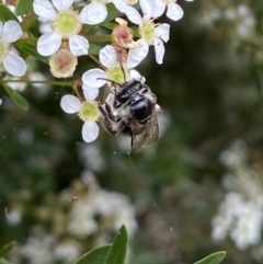 Leioproctus sp. (genus) at Ainslie, ACT - 17 Feb 2022