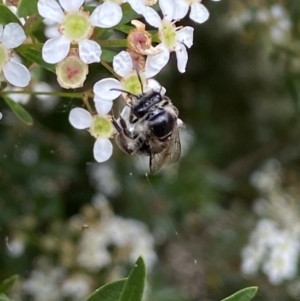 Leioproctus sp. (genus) at Ainslie, ACT - 17 Feb 2022