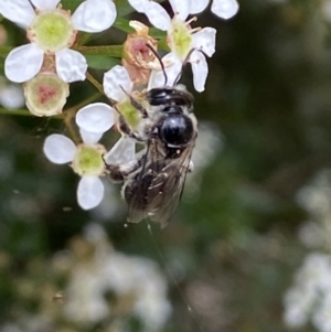 Leioproctus sp. (genus) at Ainslie, ACT - 17 Feb 2022 10:17 AM