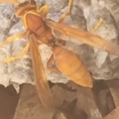 Unidentified Social or paper-nest wasp (Vespidae, Polistinae & Vespinae) (TBC) at Sadliers Crossing, QLD - 16 Feb 2022 by Brosco