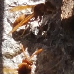 Polistes (Gyrostoma) schach at Sadliers Crossing, QLD - 17 Feb 2022 10:10 AM