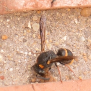 Eumeninae (subfamily) at Jerrabomberra, NSW - 17 Feb 2022