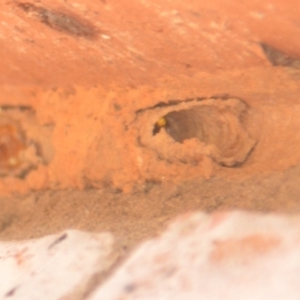 Eumeninae (subfamily) at Jerrabomberra, NSW - 17 Feb 2022
