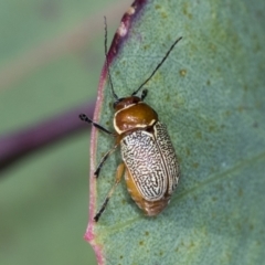 Aporocera (Aporocera) sculptilis (Leaf beetle) at Ginninderry Conservation Corridor - 15 Feb 2022 by AlisonMilton