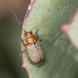 Aporocera (Aporocera) sculptilis at Holt, ACT - 16 Feb 2022