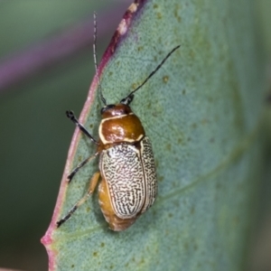 Aporocera (Aporocera) sculptilis at Holt, ACT - 16 Feb 2022