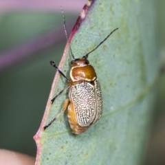 Aporocera (Aporocera) sculptilis at Holt, ACT - 16 Feb 2022 09:21 AM