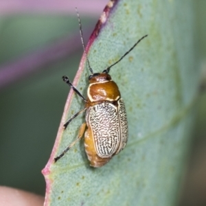 Aporocera (Aporocera) sculptilis at Holt, ACT - 16 Feb 2022