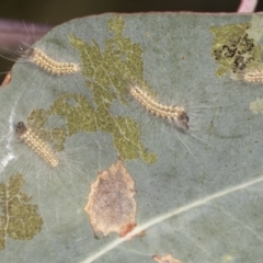 Uraba lugens (Gumleaf Skeletonizer) at Holt, ACT - 16 Feb 2022 by AlisonMilton