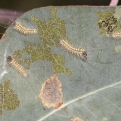 Uraba lugens (Gumleaf Skeletonizer) at Ginninderry Conservation Corridor - 15 Feb 2022 by AlisonMilton