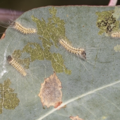 Uraba lugens (Gumleaf Skeletonizer) at Holt, ACT - 15 Feb 2022 by AlisonMilton