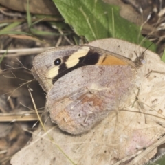 Heteronympha merope (Common Brown Butterfly) at Ginninderry Conservation Corridor - 15 Feb 2022 by AlisonMilton