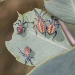 Amorbus (genus) (Eucalyptus Tip bug) at Holt, ACT - 16 Feb 2022 by AlisonMilton