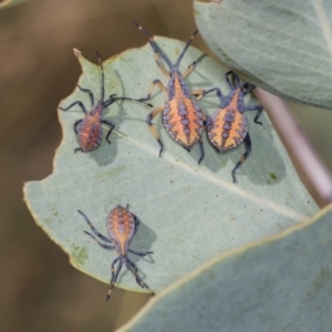 Amorbus sp. (genus) at Holt, ACT - 16 Feb 2022