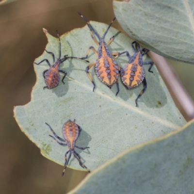 Amorbus sp. (genus) (Eucalyptus Tip bug) at Holt, ACT - 15 Feb 2022 by AlisonMilton