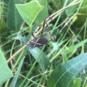 Mictis profana at Acton, ACT - 17 Feb 2022