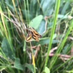 Ocybadistes walkeri (Green Grass-dart) at Acton, ACT - 17 Feb 2022 by Dora